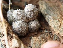 Anacampseros baeseckei