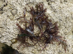 Chondracanthus teedei