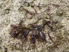 Chondracanthus teedei