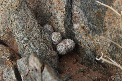 Anacampseros baeseckei
