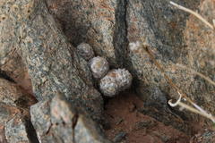 Anacampseros baeseckei