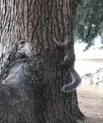 Sciurus carolinensis