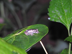 Raorchestes anili