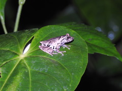 Raorchestes anili