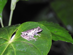 Raorchestes anili