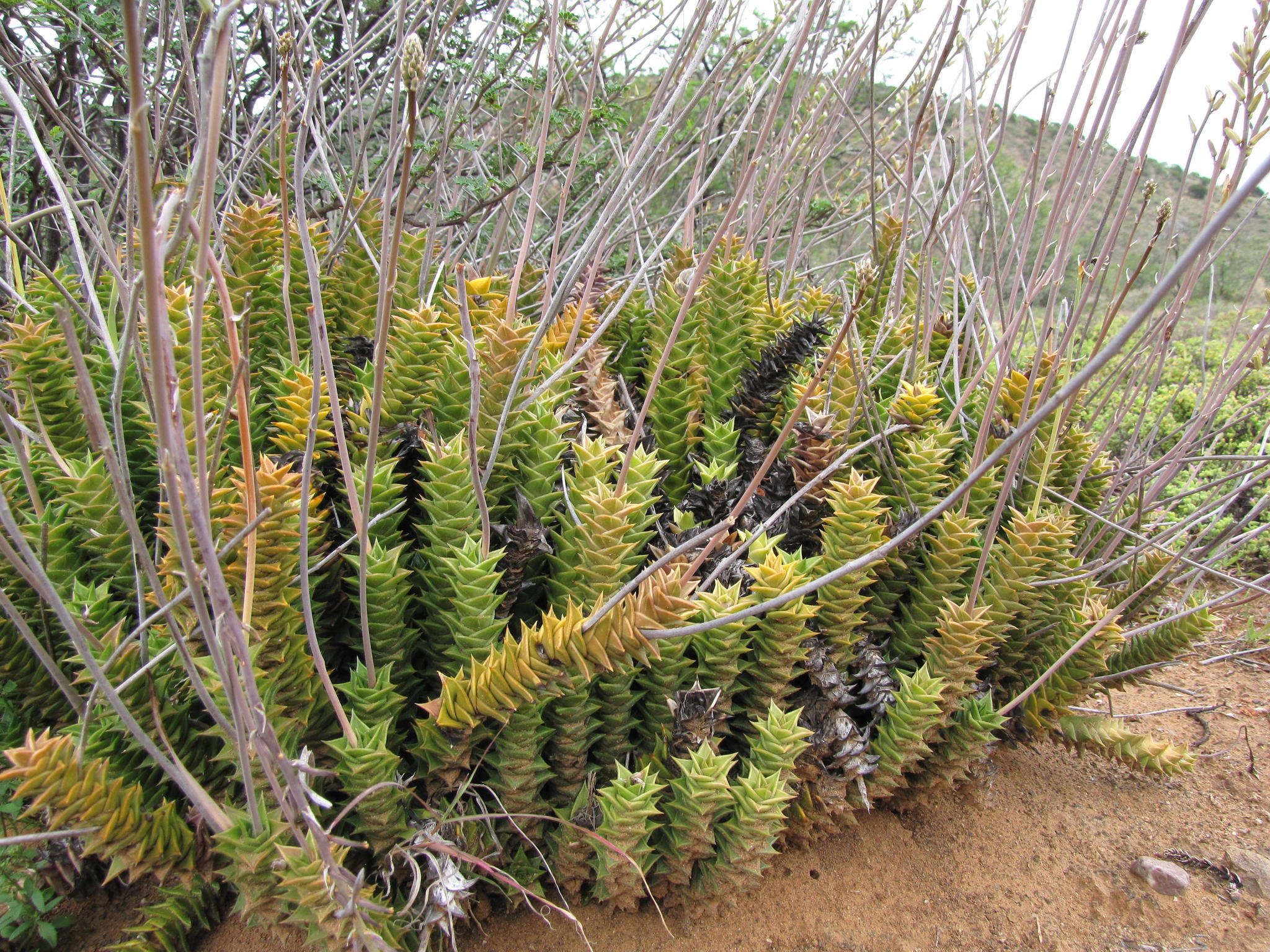 Astroloba foliolosa