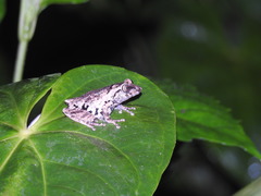 Raorchestes anili