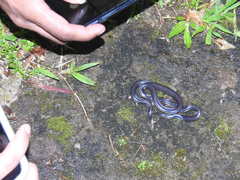 Melanophidium wynaudense