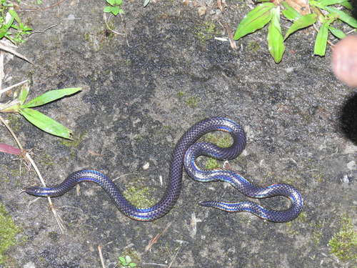 Photo of a Indian Black Earth Snake (Melanophidium wynaudense)