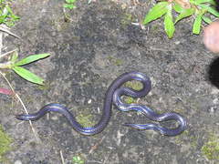 Melanophidium wynaudense