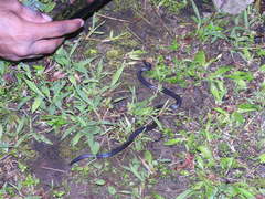 Melanophidium wynaudense