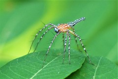 Hamadruas hieroglyphica