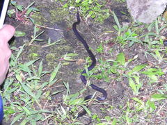 Melanophidium wynaudense