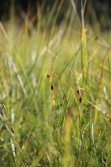 Carex magellanica