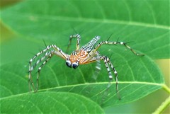 Hamadruas hieroglyphica