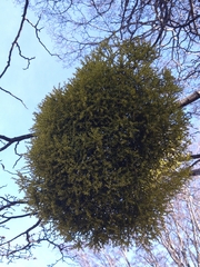 Misodendrum punctulatum