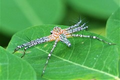 Hamadruas hieroglyphica