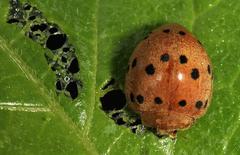 Solanophila paykullii