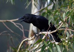Corvus macrorhynchos