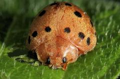 Solanophila paykullii