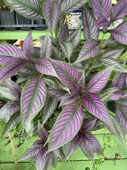 Strobilanthes auriculata