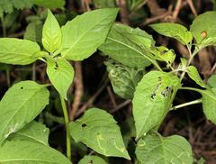 Solanophila paykullii