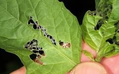 Solanophila paykullii