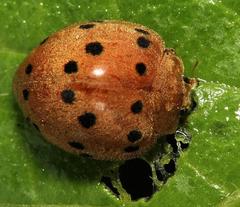 Solanophila paykullii