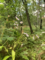 Erigeron annuus