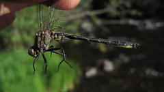 Phanogomphus descriptus