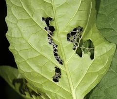 Solanophila paykullii