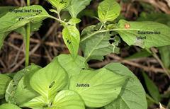 Solanophila paykullii