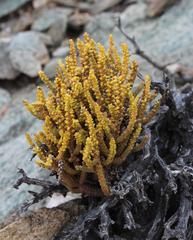 Crassula muscosa muscosa