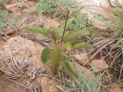 Cynanchum annularium