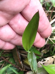 Dichanthelium commutatum