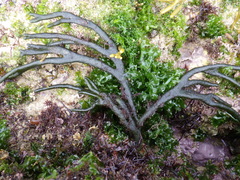 Codium tomentosum