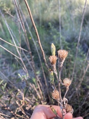 Brickellia cylindracea