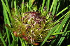 Protea angustata