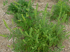 Ambrosia artemisiifolia