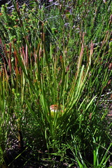 Protea angustata