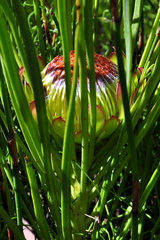 Protea angustata