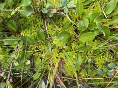 Salix arctophila