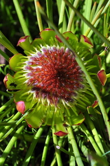 Protea angustata