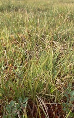 Carex rariflora