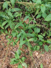 Lysimachia fortunei