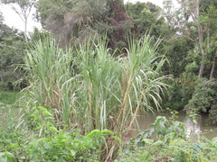 Phragmites karka