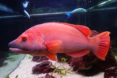 Bodianus scrofa