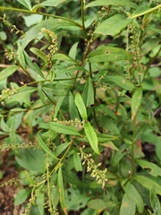 Lysimachia fortunei