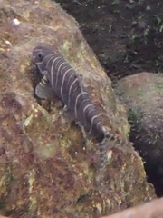 Botia striata