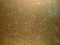 Brachionus plicatilis